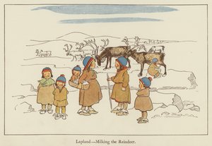 Lapland, milking the reindeer