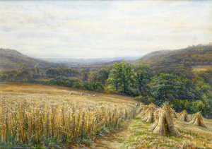 Harvest Time near Ashburton