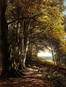 Sheep grazing in a forest clearing