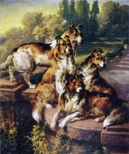 Collies