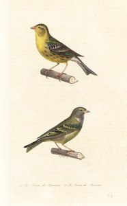 Atlantic Canary and European Serin by Edouard (after) Travies