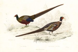 Green pheasant and common pheasant by Edouard (after) Travies
