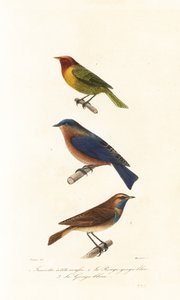 Nashville Warbler, Eastern Bluebird and Bluethroat
