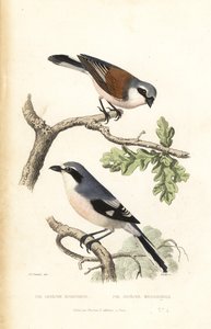 Red-backed shrike and Iberian gray shrike by Edouard (after) Travies