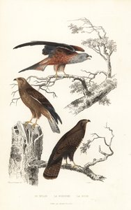 Red kite, honey buzzard and common buzzard by Edouard (after) Travies