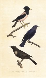 Ring ouzel, blue rock thrush and rosy starling by Edouard (after) Travies
