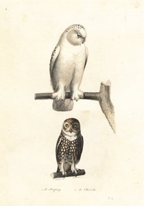 Snowy owl and Eurasian pygmy owl by Edouard (after) Travies