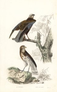 Western Marsh Harrier and Short-Toed Snake Eagle by Edouard (after) Travies