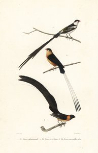 Whydah birds by Edouard (after) Travies