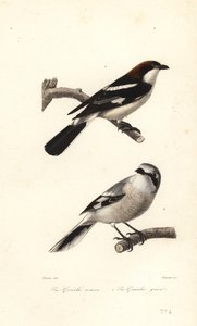 Woodchat shrike and great grey shrike by Edouard (after) Travies