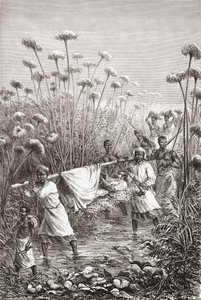 Dr. David Livingstone being carried the last few miles to the village of Tchitammbo, Africa, shortly before his death, illustration from 