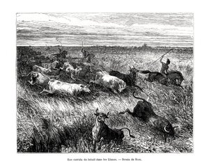 Livestock, Los Llanos, Venezuela by Edouard Riou