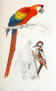1. Scarlet Macaw. 2. Great Spotted Woodpecker by Edouard Travies