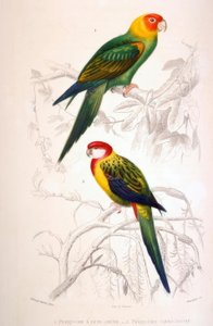1. Yellow-headed Parakeet. 2. Multicolored Parakeet