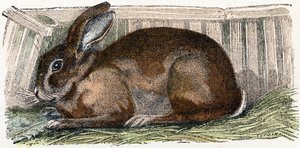 Domestic Rabbit - Alphabet Illustrates Animals