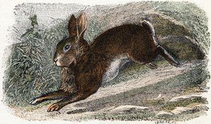 Garenne Rabbit - Alphabet Illustrates Animals 19th Century by Edouard Travies