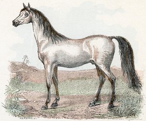 Horse - Alphabet Illustrates Animals 19th Century
