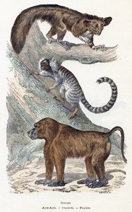 Monkeys - Alphabet illustrates animals