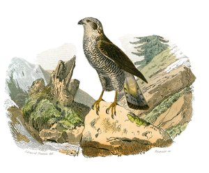 Natural History Board: Zoological Board Representing Birds of Prey at Night. The Around. Plate Drawn from the Nine Volumes on Birds in 