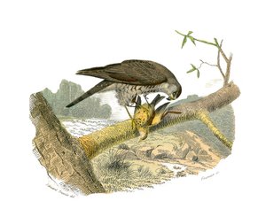 Natural History Board: Zoological board representing birds of prey at night. The hawk. Plate drawn from the nine volumes on birds in 