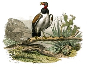Natural History Board: Zoological board representing birds of prey at night. The little vulture. Plate drawn from the nine volumes on birds in 