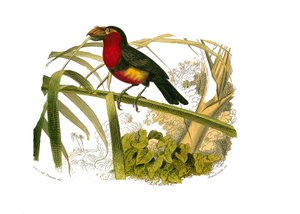 Natural History Board: Zoological board representing climbers. The barbican. Plate drawn from the nine volumes on birds in 