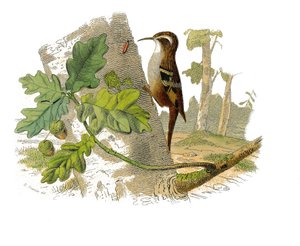 Natural History Plate: Zoological Board Representing Dentirostrous Passerines by Edouard Travies