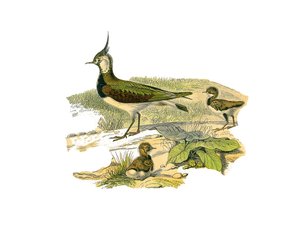 Natural History Plate: Zoological board representing the longirostrous waders (with long and lean bills): the lamb and its young. Plate drawn from the nine volumes on birds in 