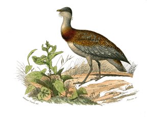 Natural history board: Zoological board representing the waders: the bustard. Plate drawn from the nine volumes on birds in 