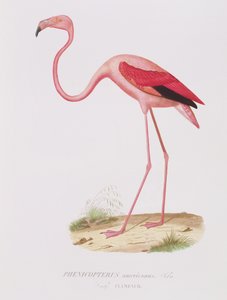 Phenicopterus americanus (Flamenco) engraved by Fournier, pub. by Bougeard