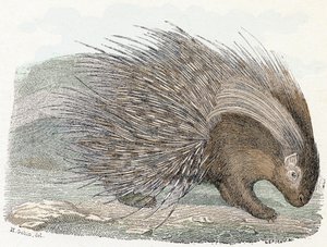 Porcupine - Alphabet Illustrates Animals by Edouard Travies