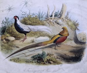Silver pheasant and golden pheasant - dess. de Travies by Edouard Travies