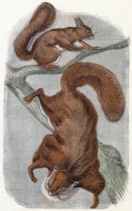 Squirrels - Alphabet Illustrates Animals by Edouard Travies