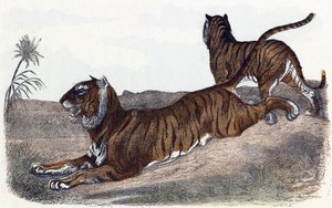 Tigers - Alphabet illustrates animals 19th century by Edouard Travies