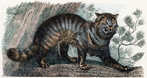 Wild Cat - Alphabet Illustrates Animals