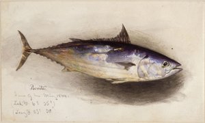 Fish Study (Bonito Tuna) by Eduard Hildebrandt