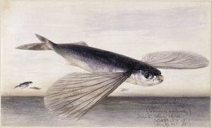 Fish Studies (Flying Fish)