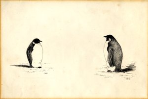 Emperor penguins by Edward Adrian Wilson