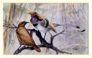 King bird of paradise, 1909 by Edward Adrian Wilson