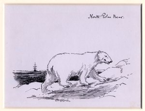 Polar bear, c.1905