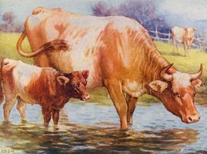 Cows and calf by Edward Brice Montefiore