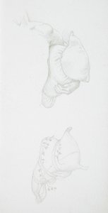 Studies of Cushions by Edward Burne-Jones