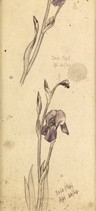 Irises