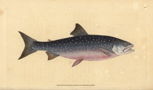 Arctic char, Salvelinus alpinus alpinus by Edward Donovan
