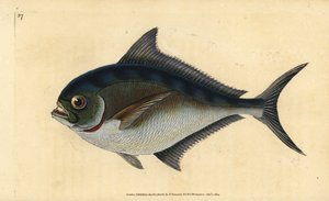 Atlantic pomfret, Brama brama