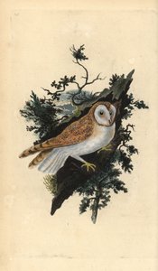 Barn Owl, Tyto alba by Edward Donovan