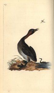 Black Chin Grebe by Edward Donovan
