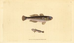 Black goby, Gobius niger