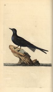 Black tern, Chlidonias niger. Handcoloured copperplate drawn and engraved by Edward Donovan from his own Natural History of British Birds, London by Edward Donovan