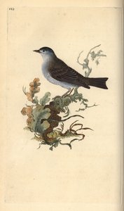 Blackcap, Sylvia atricapilla